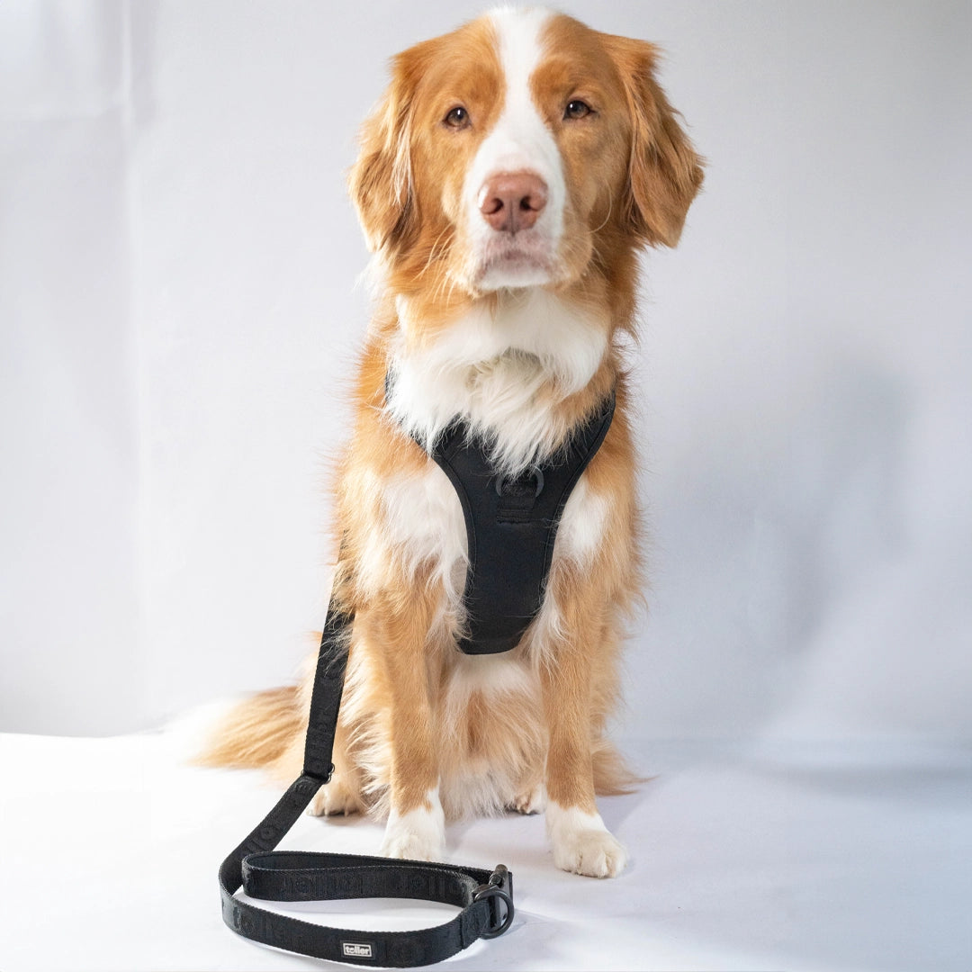 Toller dog harness and leash black on dog