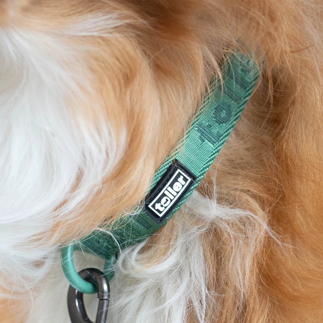 Toller detail of collar close up green