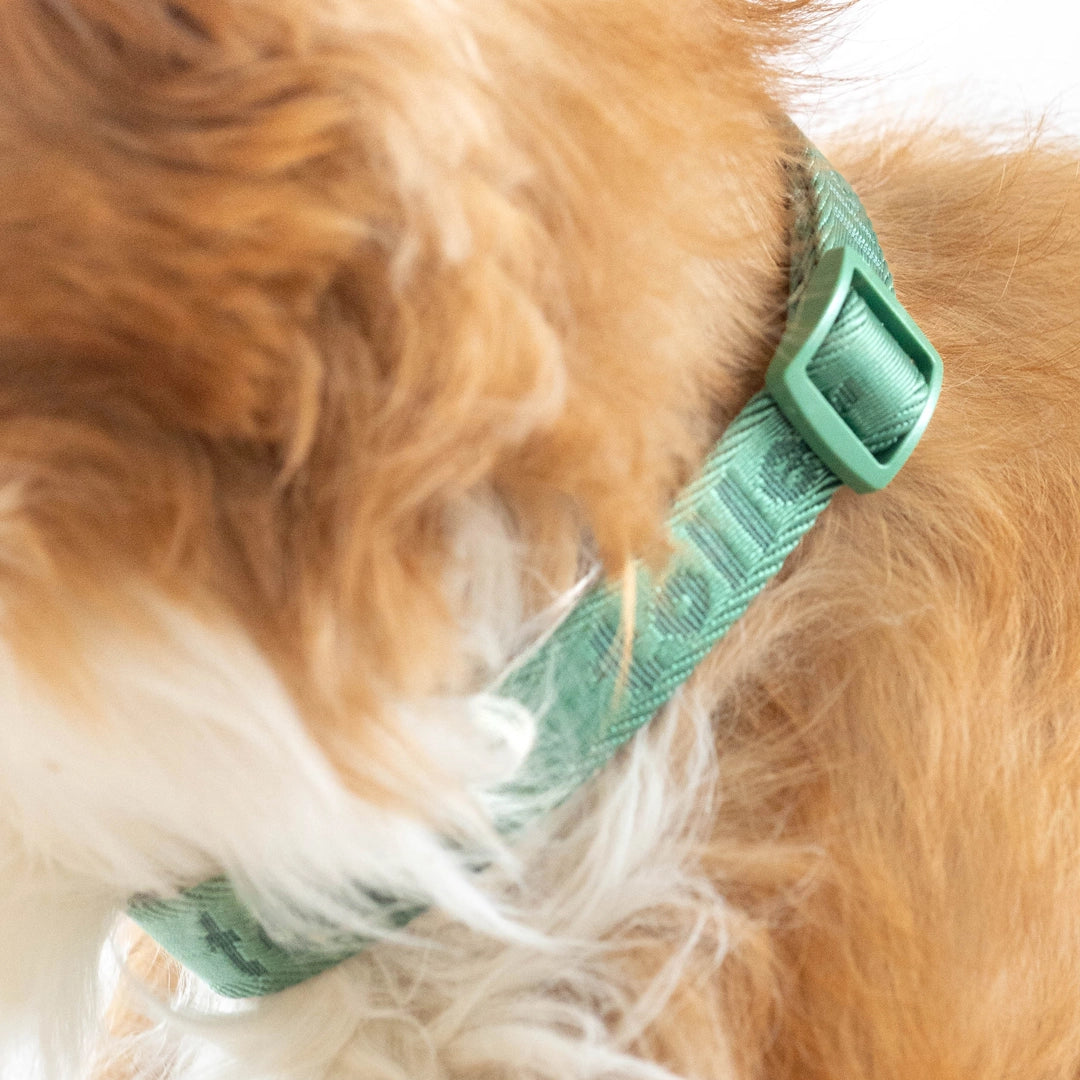 Toller collar close up green