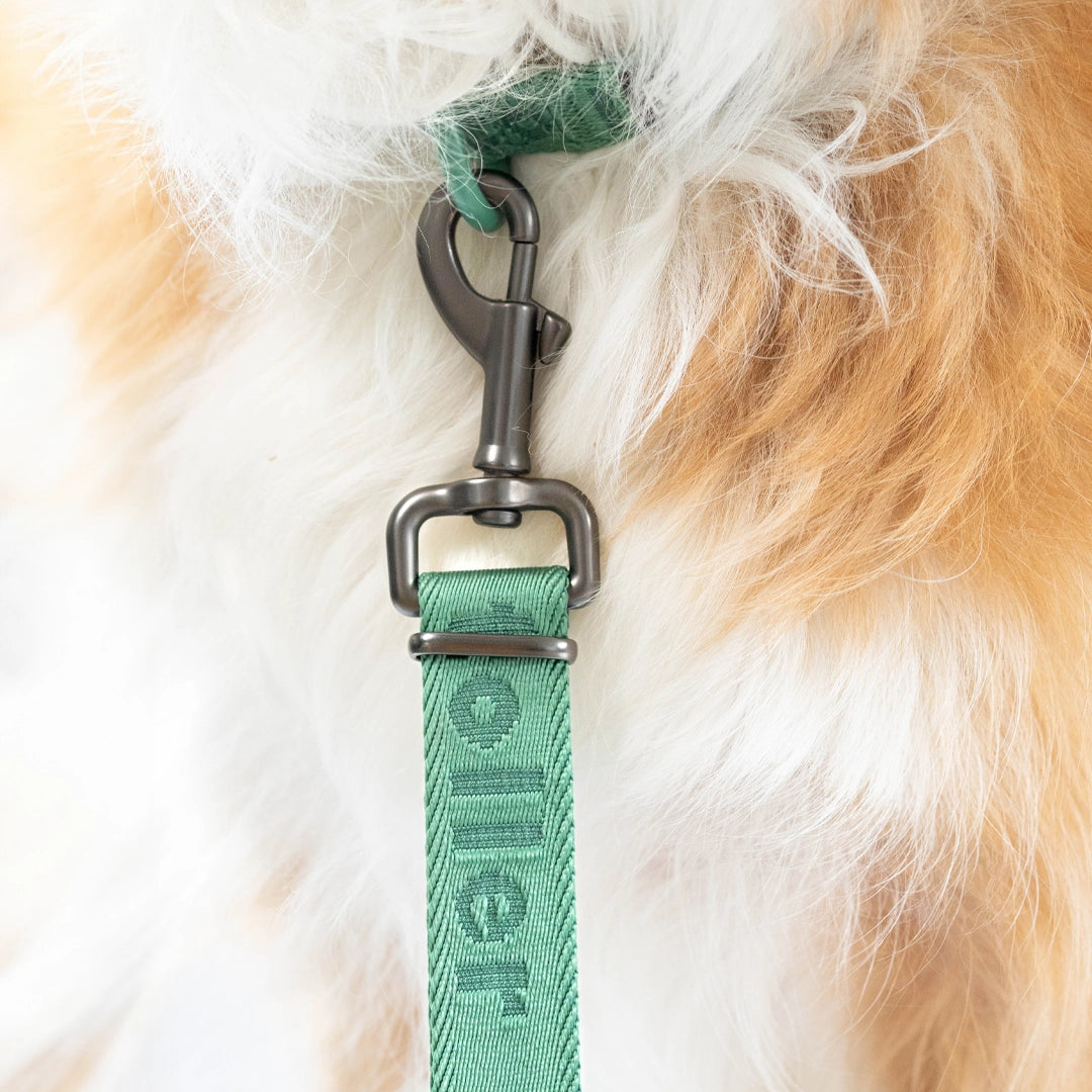 Toller Dog leash green detail