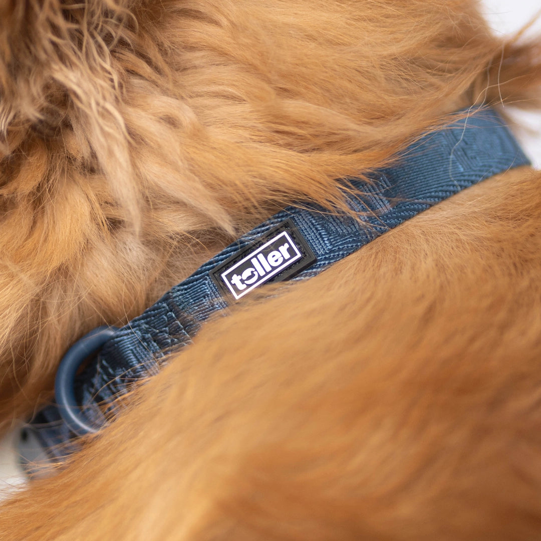 Toller navy dog collar detail