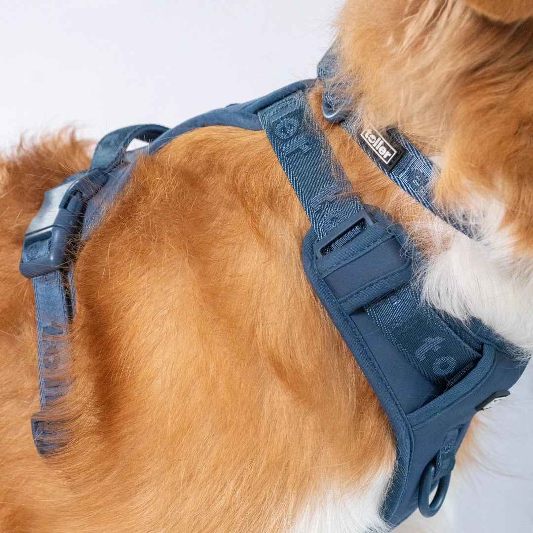 Toller brand navy harness and dog collar