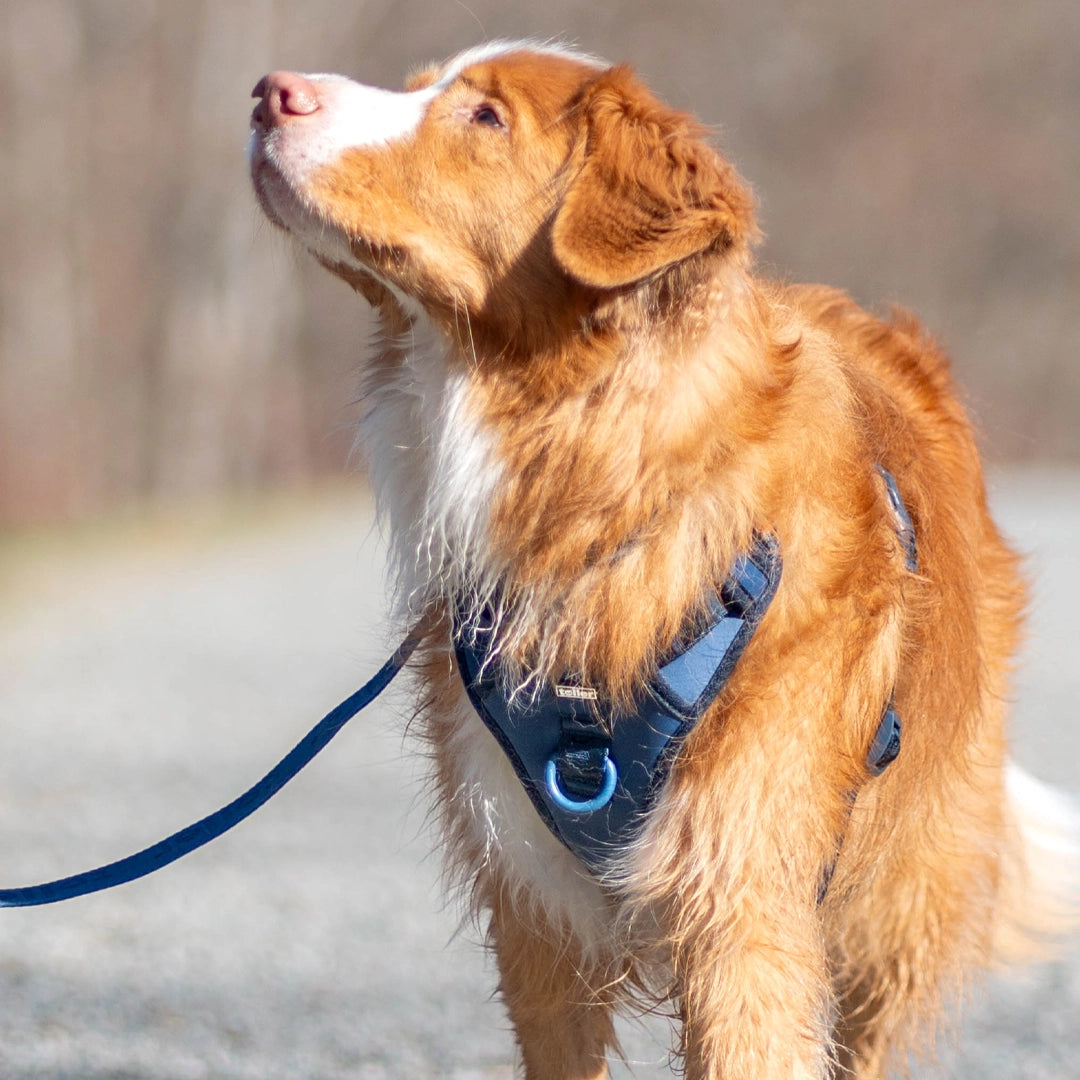Toller dog looking up into distance