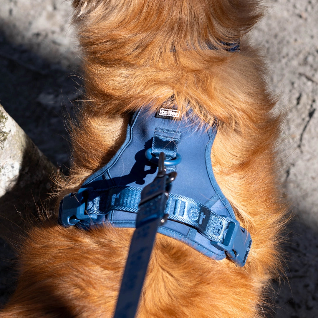 close up of navy toller dog harness