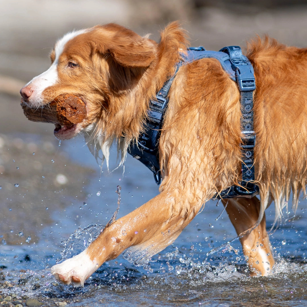 wet toller dog wearing navy harness