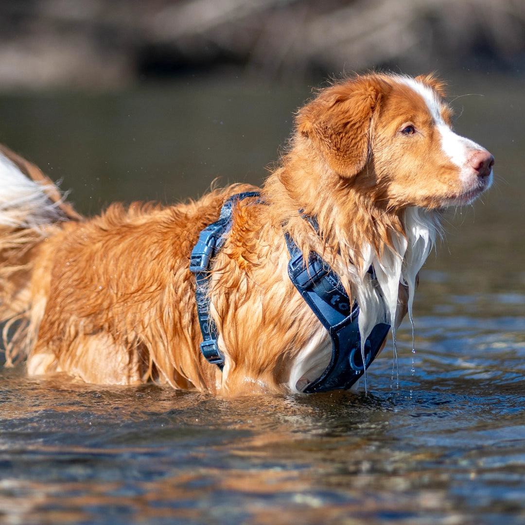 Toller standing deep in water with navy harness