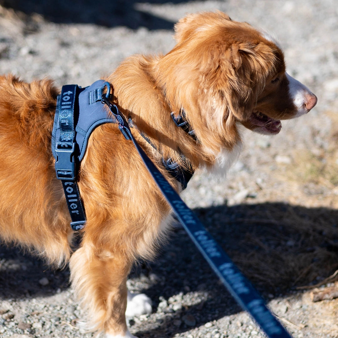 Toller navy dog leash on dog walking