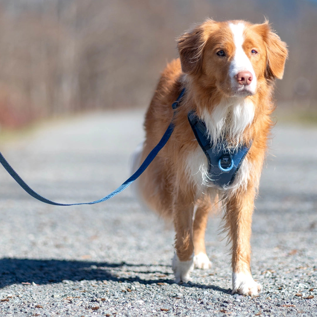 toller dog wearing navy kit on walk