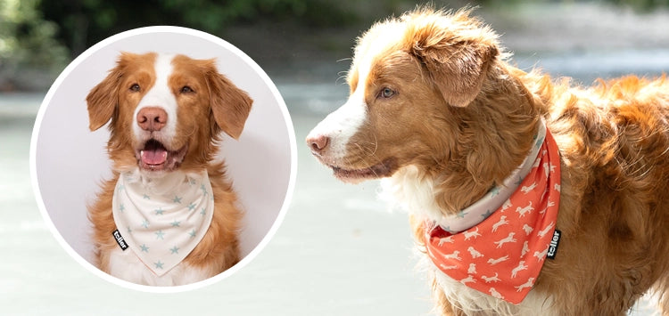 star dog bandana
