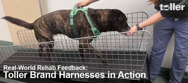 Real-World Rehab Feedback: Toller Brand Harnesses in Action