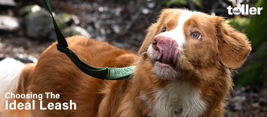 Toller Dog Looking up at owner