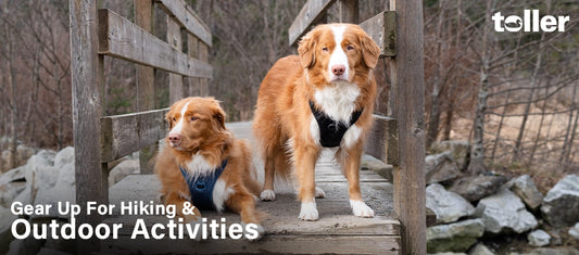 Two Toller Dogs on Hike