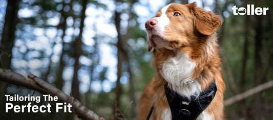 NSDTR dog wearing harness