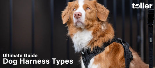 A dog wearing a no pull harness.