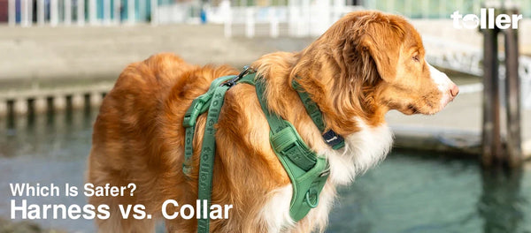 Harness vs. Collar: Which Is Safer for Your Dog?