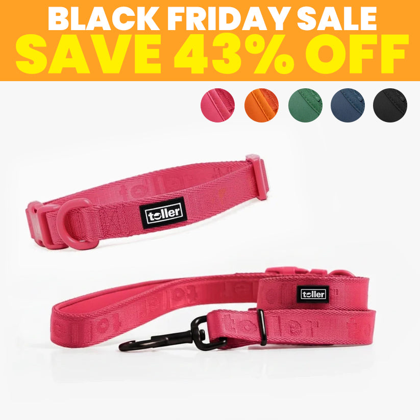 SALE: Leash & Collar Bundle