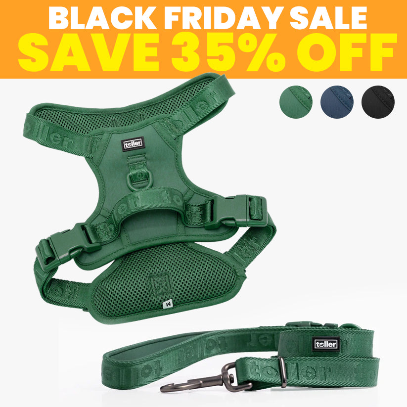 SALE: Harness & Leash Bundle