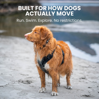 Dog wearing a harness with text about dog movement and freedom by a body of water.