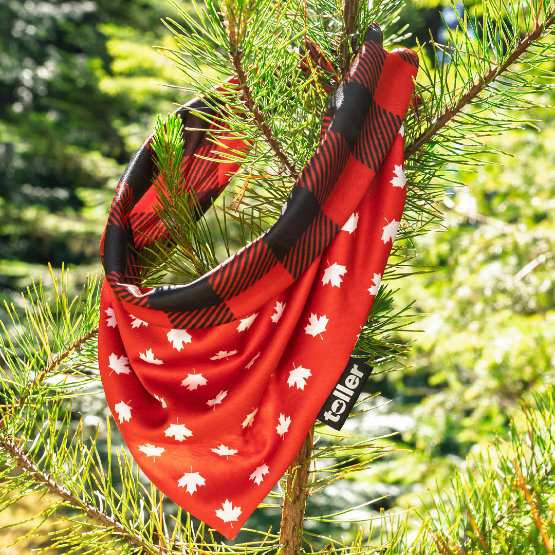 Red bandana with white patterns hanging on a tree branch