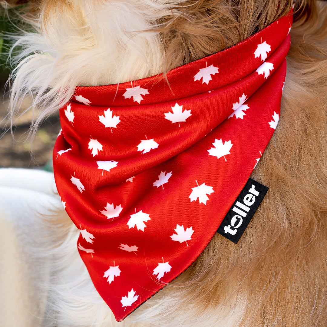Dog wearing a red bandana with white leaf patterns and a 'teller' tag.