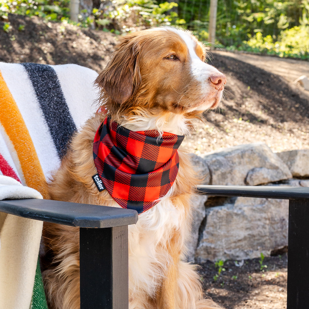 Dog wearing a red plaid bandana and striped sweater sitting outdoors.