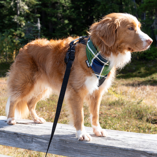 Day On The Green reversible 2-in-1 dog bandana