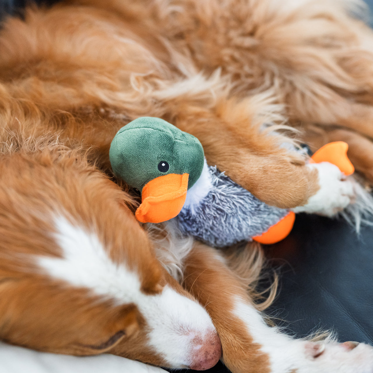 Toller Cuddling Duck Toy