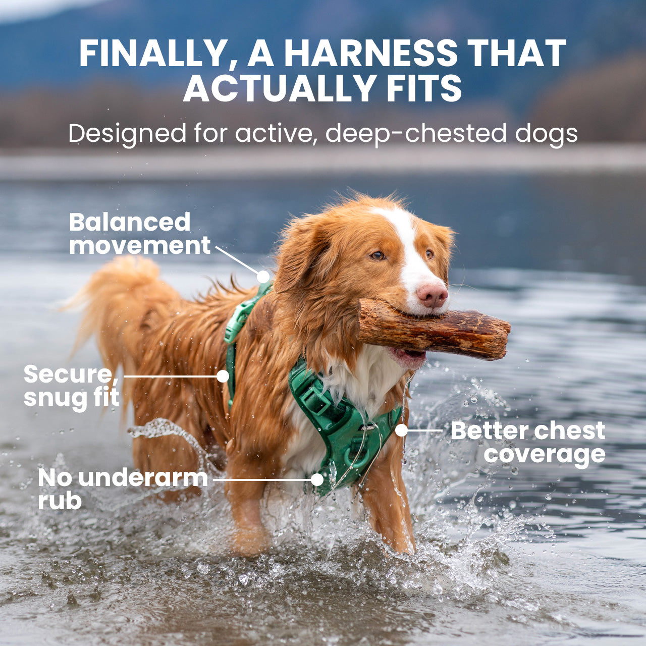 Dog running in water with a harness, holding a stick, with text about the harness's features.