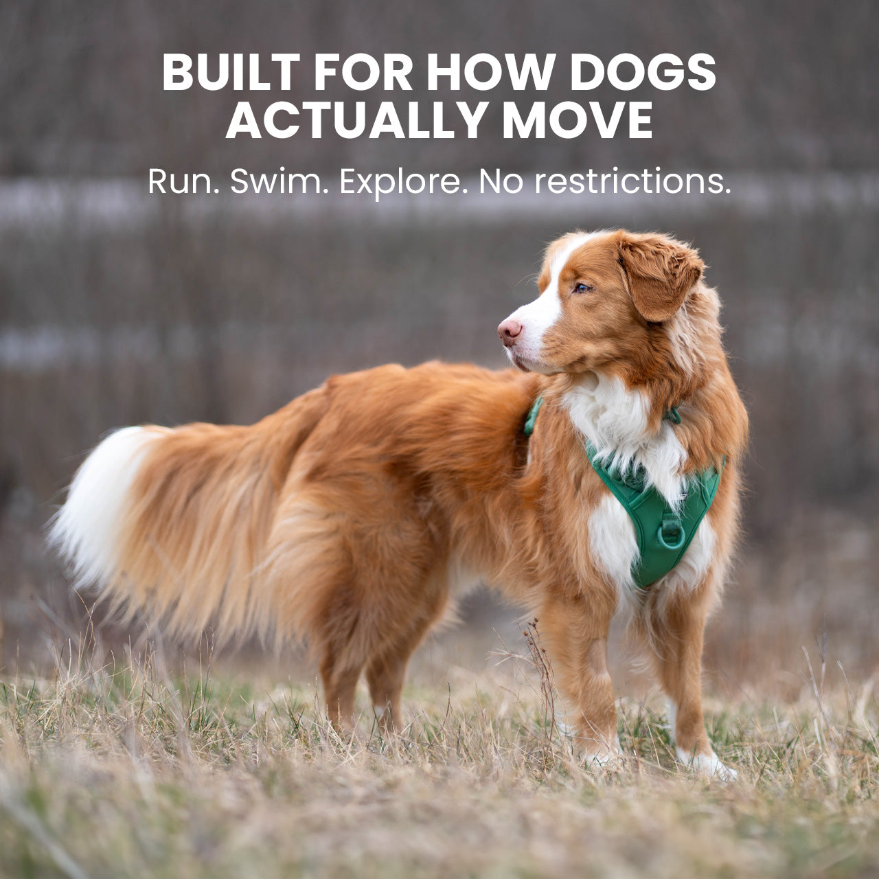Dog wearing a green harness in a natural setting with text about dog movement and freedom.