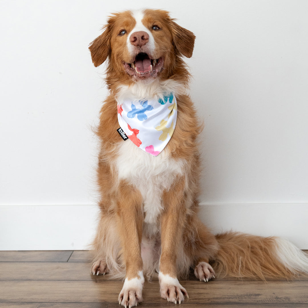 'Hip Hip Hooray' 2-in-1 Dog Bandana
