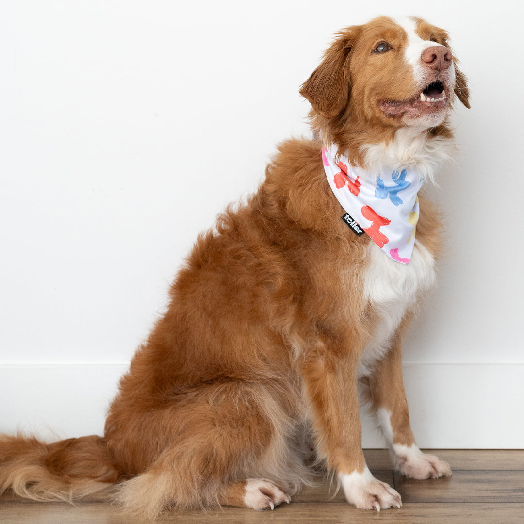 'Hip Hip Hooray' 2-in-1 Dog Bandana