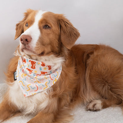 Brown and white dog wearing a colorful bandana on a light background