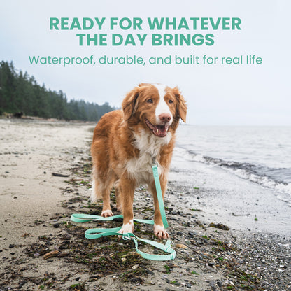 Dog on a leash standing on a beach with text about product features.
