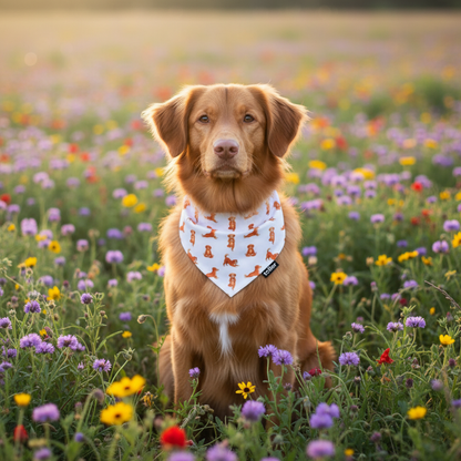 Dog sitting in a field of flowers wearing a bandana.