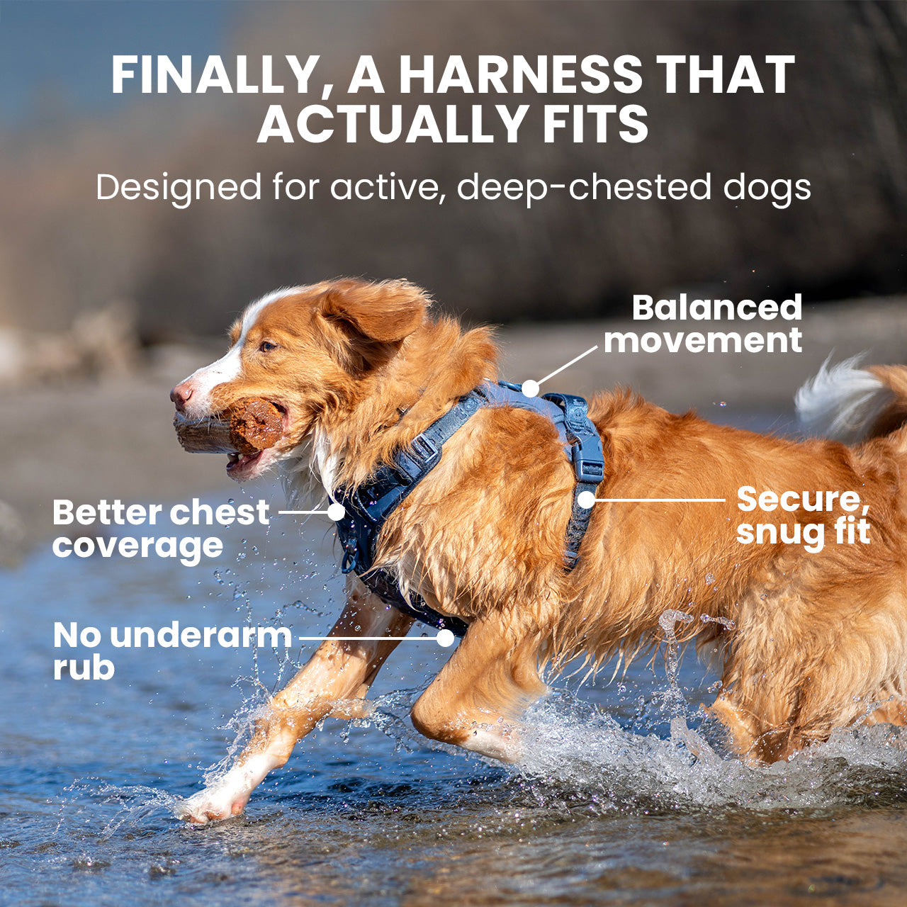 Dog running in water wearing a harness with text highlighting features