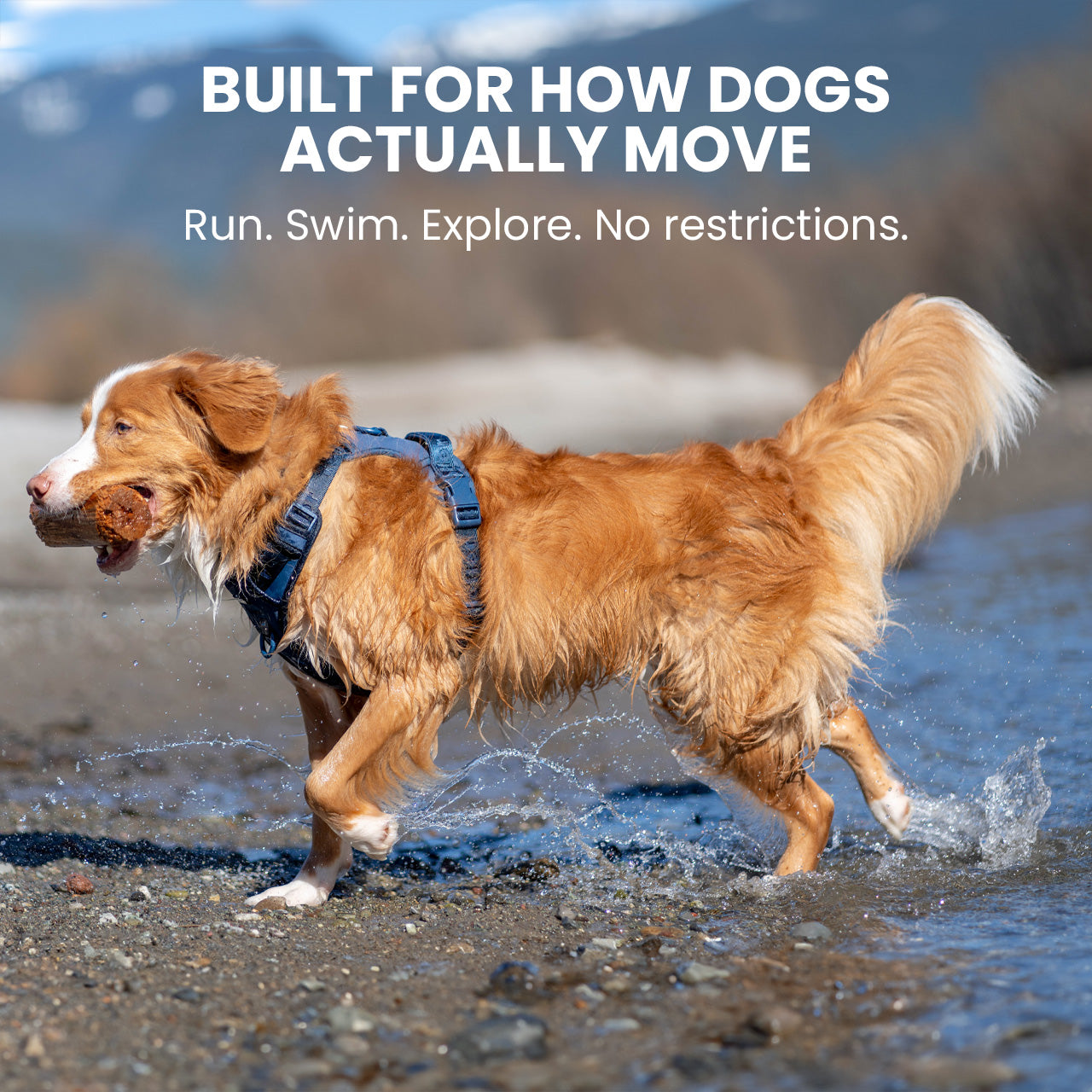 Dog running in water with text 'Built for how dogs actually move' and 'Run. Swim. Explore. No restrictions.'