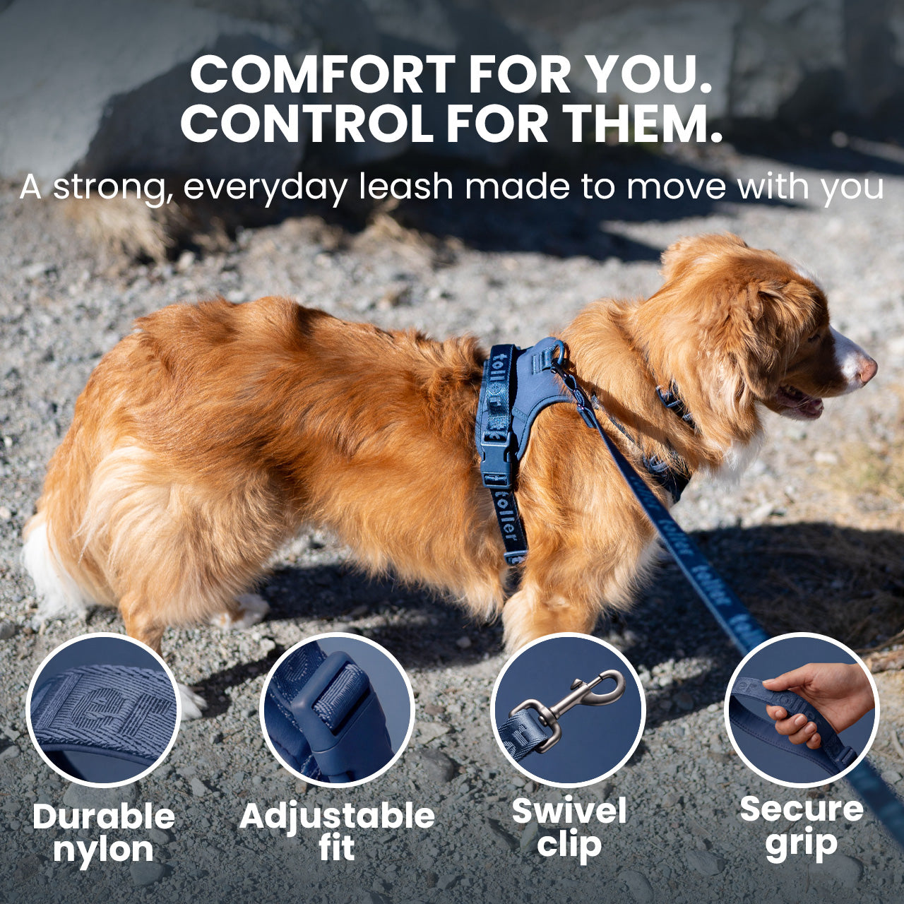 Dog on a leash with features highlighted on a rocky ground