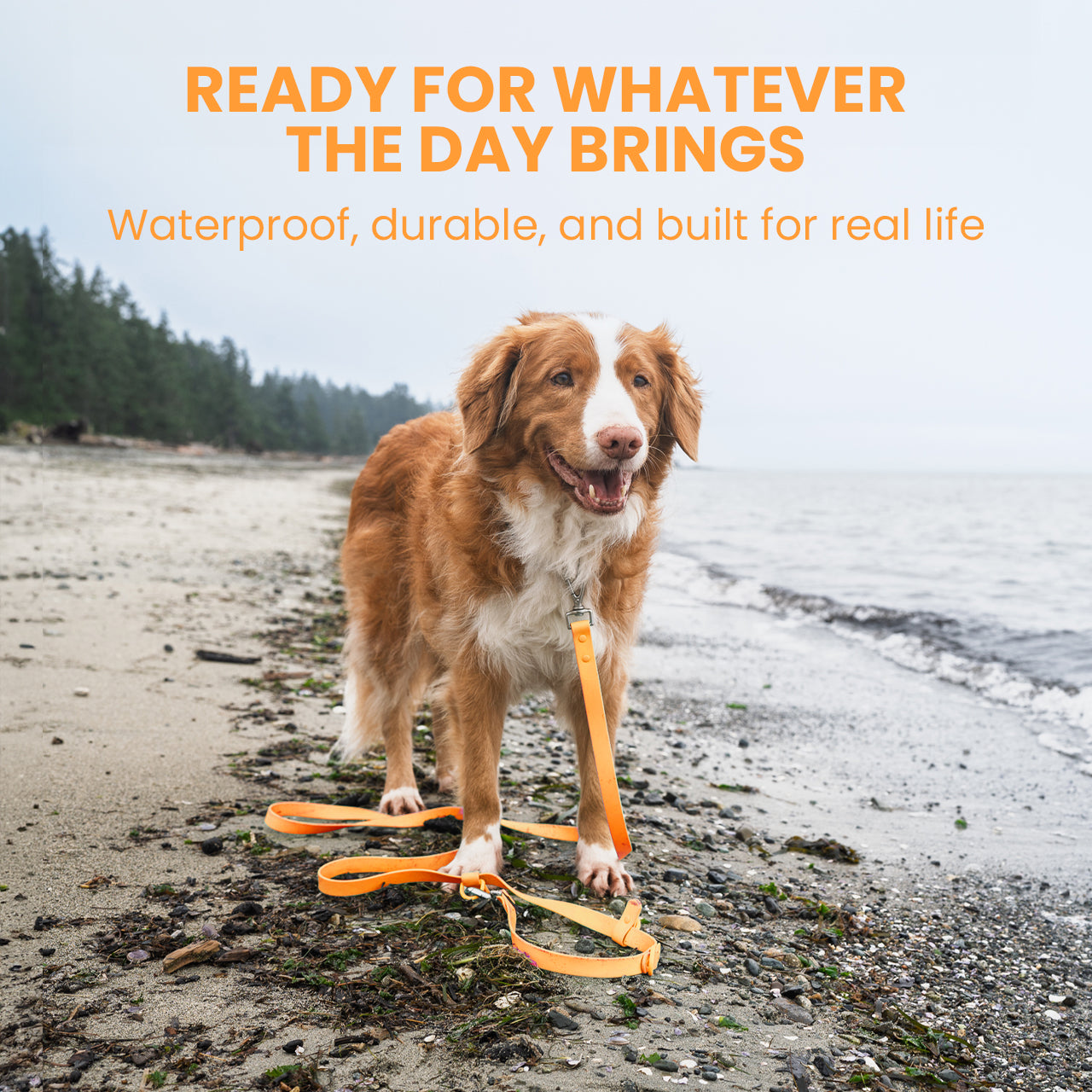Dog on a leash with text about product features on a beach