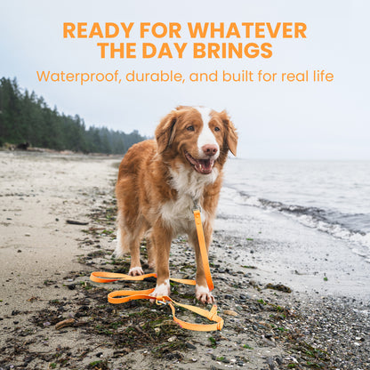 Dog on a leash with text about product features on a beach