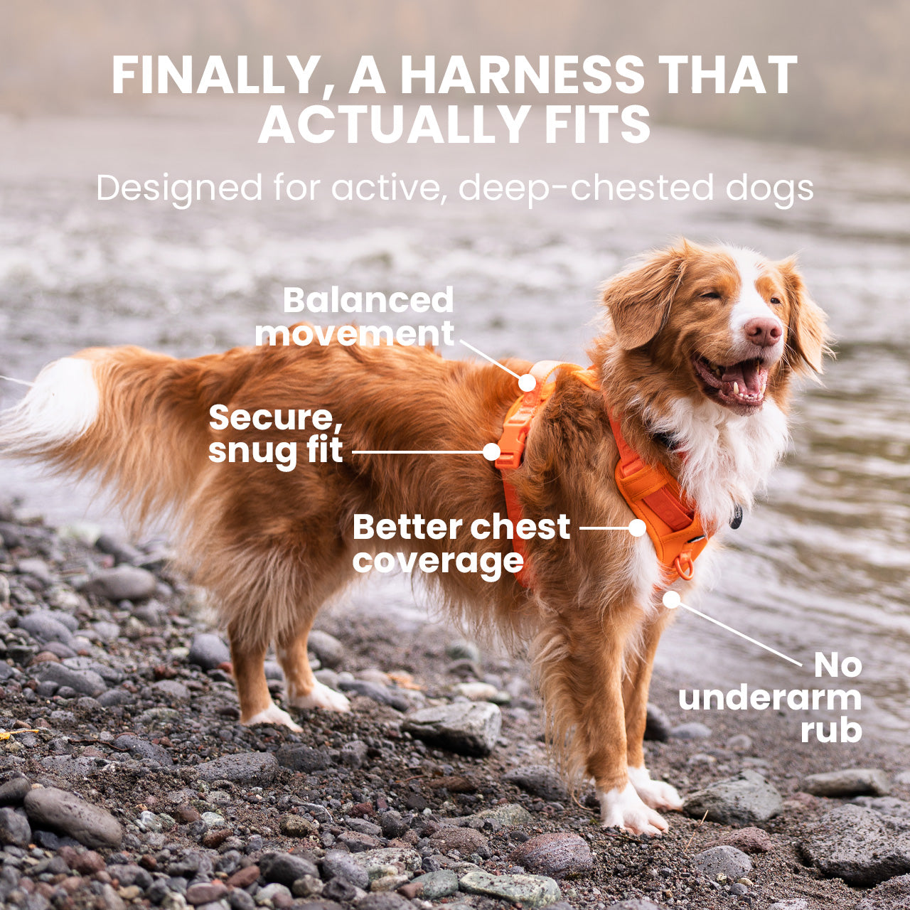 Dog wearing an orange harness with text highlighting features, standing on a rocky shore.
