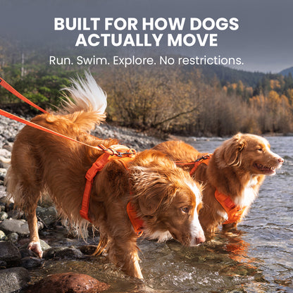 Two dogs wearing orange harnesses walking through water with a scenic background.