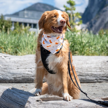 dog wearing bandana happy on walk