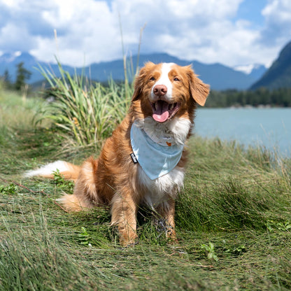 smiling toller wearing bandana in grass
