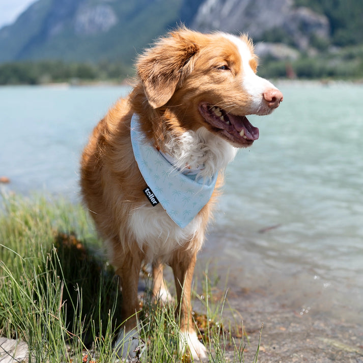 Palmtree Play Dog Bandana