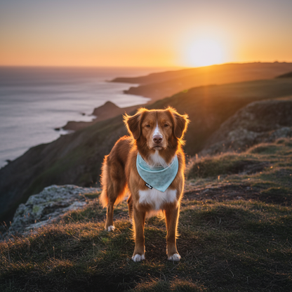 Dog standing on a cliff overlooking the ocean at sunset