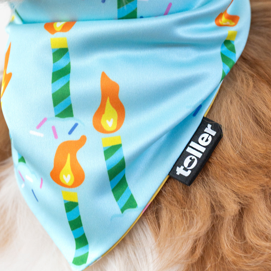 'Party Animal' 2-in-1 Dog Bandana