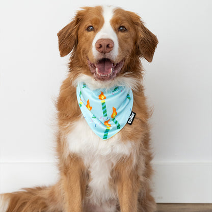 'Party Animal' 2-in-1 Dog Bandana