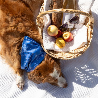 'Sunday Check' 2-in-1 Dog Bandana
