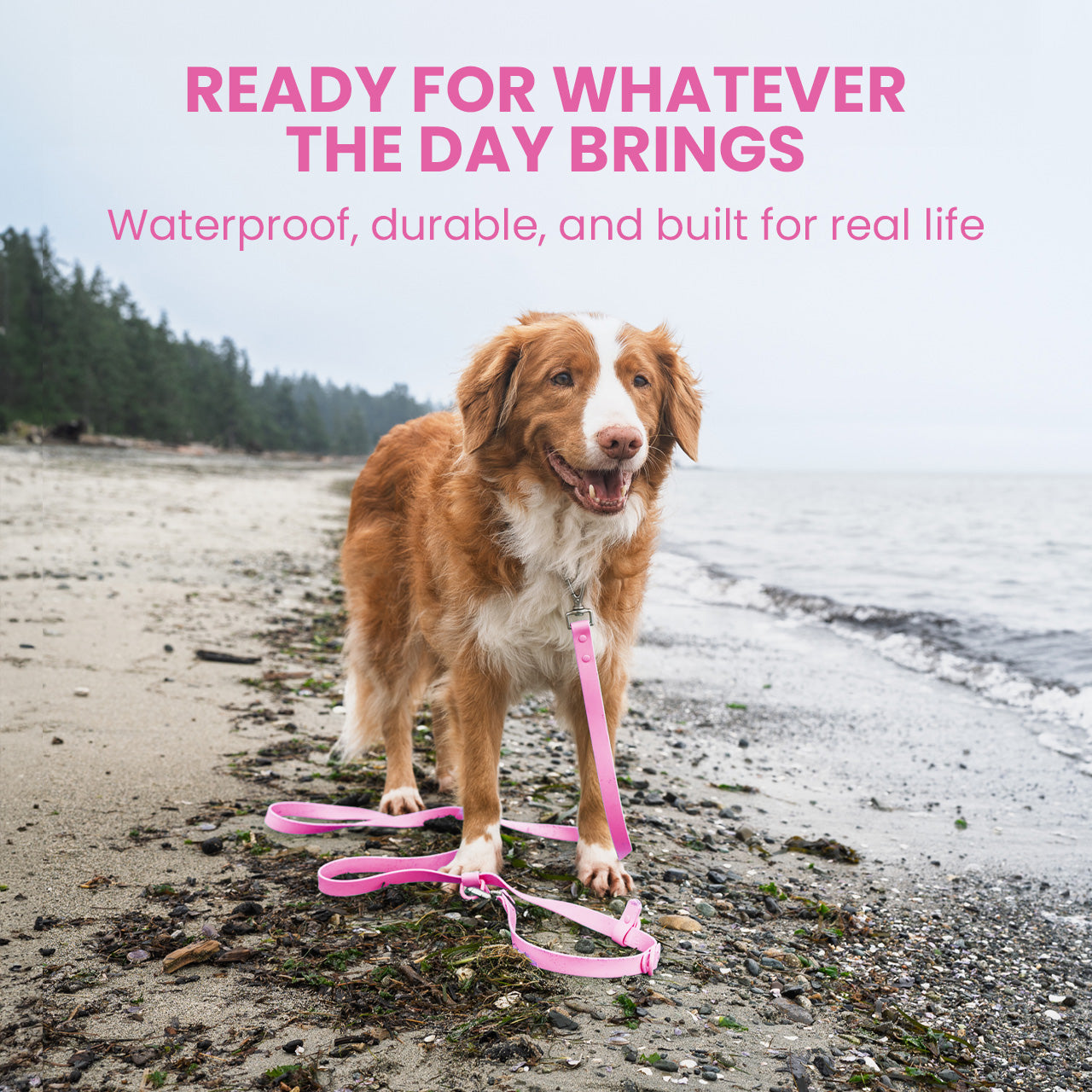 Dog on a leash with text about product features on a beach.