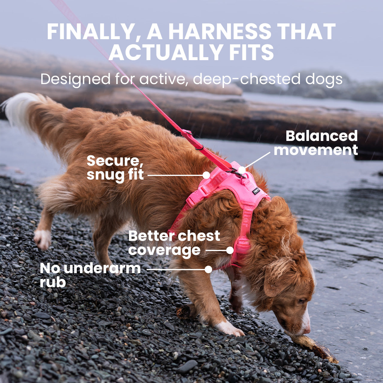Dog wearing a pink harness on a beach with text highlighting features